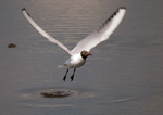 Black-Headed Gull