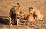 Mother and cubs with a kill
