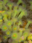 Corynactis viridis