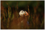 Phoenix Puffin