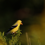 American Goldfinch (m)