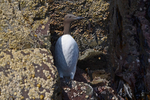 Common Guillemot