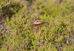 Red Grouse juvenile