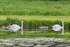 Swans and Cygnets