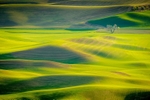 Palouse Too