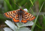 Marsh Fritillary