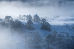 Frozen pinewoods