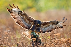 Buzzard (Buteo buteo) landing on a post