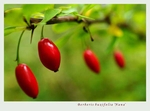 Berberis buxifolia 'Nana' 3