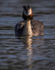 Great Crested Grebe chicks(Humbugs)