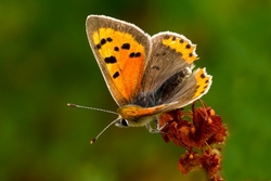 Small Copper
