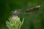 Banded Demoiselle (Calopteryx splendens) female