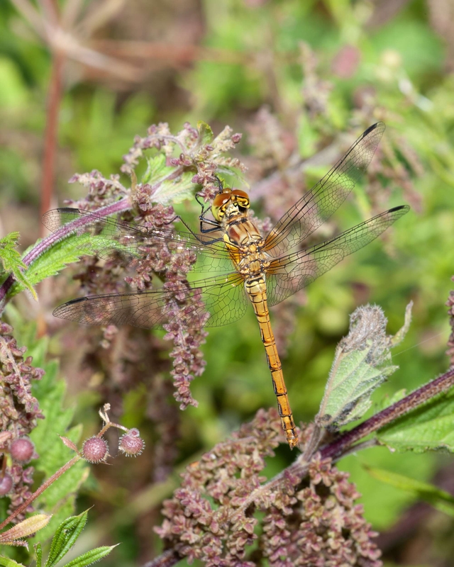 Male Common Darter - Dee Estuary