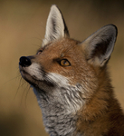 RED FOX