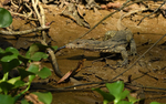 Monitor Lizard