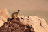 Viscacha on top of rock, Machuca, Chile