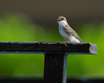Bank Swallow portfolio