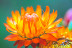 Straw Flower 1-2