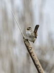 Marsh Wren