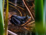 Edible Frog