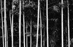 Bamboo (SunYuDo) #1