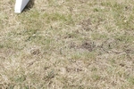 BVHT 140517 N-243