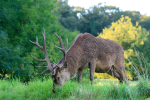 Red Deer _AN060