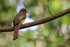 Northern Black-throated Trogon (female), El Remanso Lodge, Costa Rica