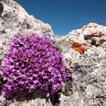 Purple saxifrage (Saxifraga oppositifolia) also  purple mountain saxifrage