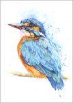 Kingfisher Fine Art Print 776