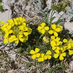 Erysimum_pseudorhaeticum.Appennine_Treacle_Mustard