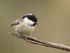 Coal Tit