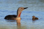 Red-throated Diver adult & chick, Floi, Iceland