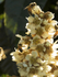 Loquat Blossoms and Bees