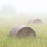 BALES IN MIST, JUNE 2018 - BRUCE PENINSULA