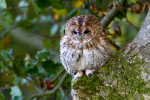 Tawny Owl