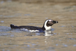 African Penguin swimming, Boulders Beach, South Africa