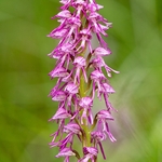 Orchis x bergonii = Orchis anthropophorum x Orchis.simia hybrid