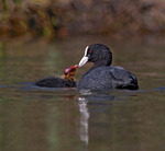Coot - Fulica atra