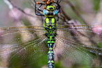 Male Southern hawker