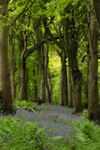 Into Wonderland