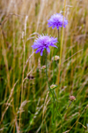 scabious-5886