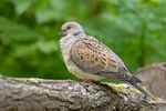 Turtle Dove