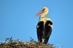 White Stork