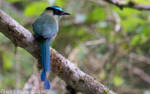Blue-Crowned Motmot