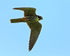 Close fly-past of a Hobby at Otmoor RSPB