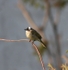 Chinese Bulbul