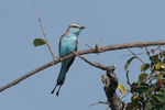 Racquet-tailed Roller