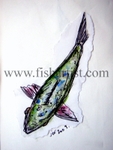 Taupo Rainbow Trout Watercolour.