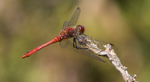 Ruddy Darter